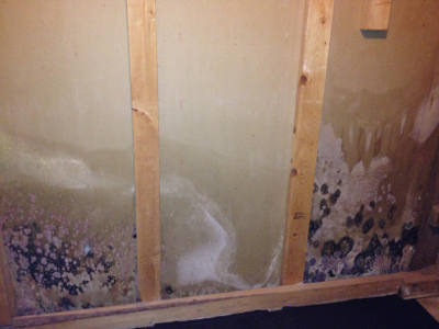 Extreme Mold On Wall Of House