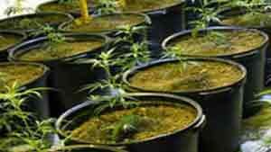 Marijuana Plants From A Marijuana Grow House Operation Bust Protect Yourself As A Landlord