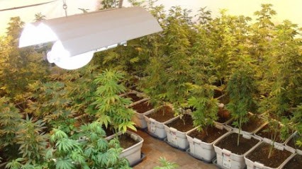 Tubs of marijuana plants under grow light