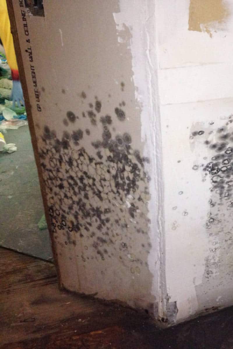 Large patches of black mold in hallway