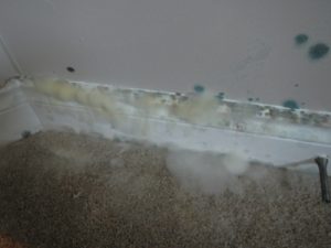 Green, yellow and black mold on baseboard