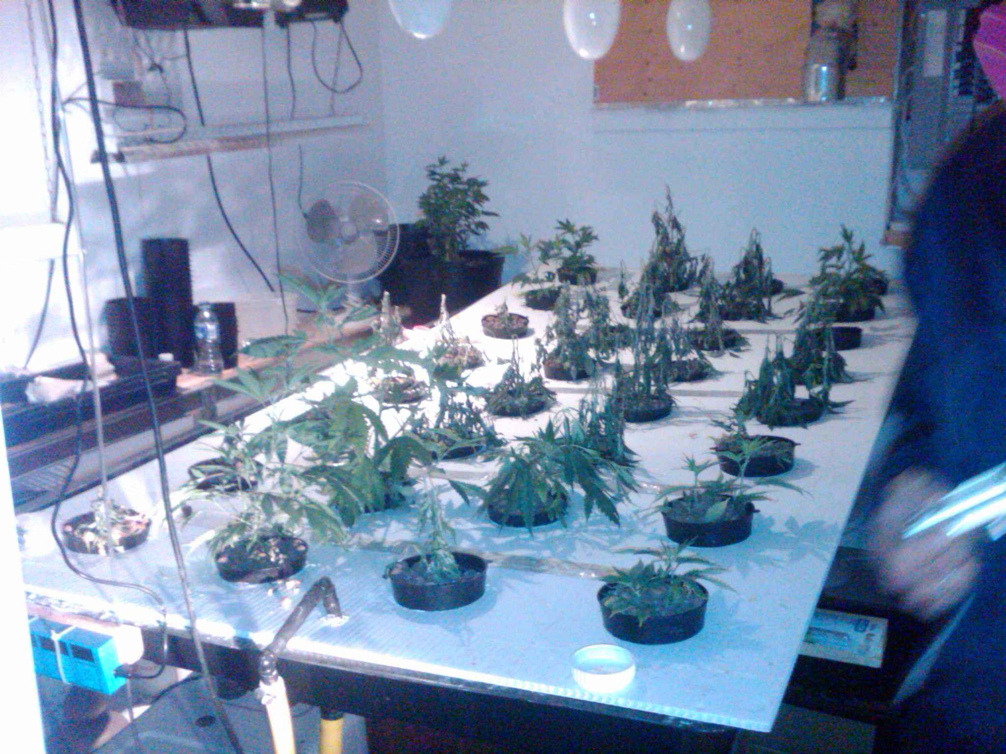weed, grow ops, calgary, hazmat, mayken