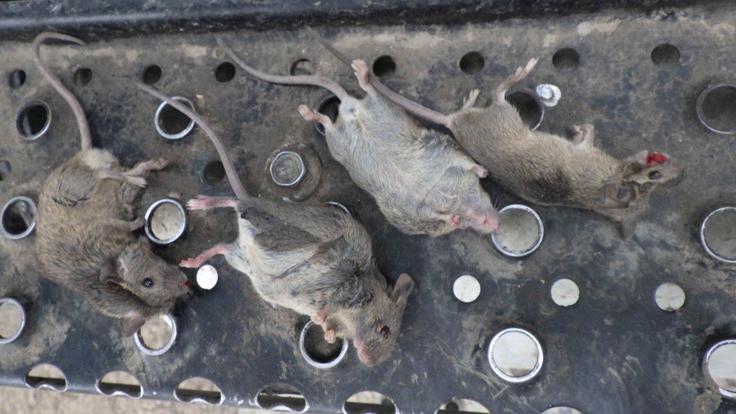 mice, mice in vehicle, mice cleaning, hazmat, mayken