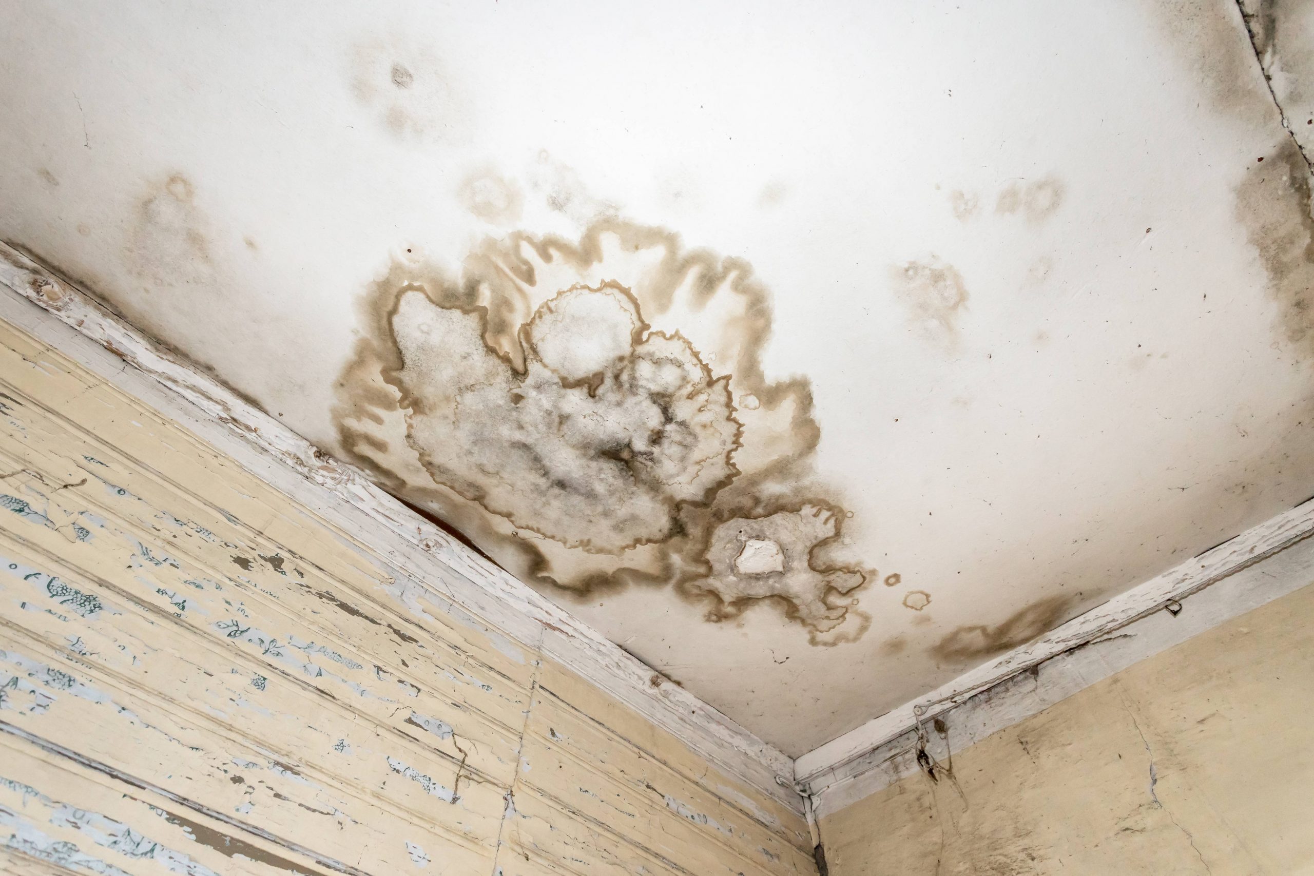 Water-damaged ceiling with mold spots spreading across drywall in Calgary home